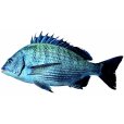 黑鯛(海鮒) 黑鯛(海鮒)