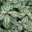 冷水花(蕁麻目蕁麻科植物) 冷水花(蕁麻目蕁麻科植物)