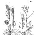 窄翅南芥 窄翅南芥