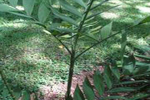 Chamaedorea microspadix Chamaedorea microspadix