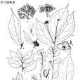 厚葉樓梯草 厚葉樓梯草