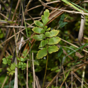 Anemia hispida