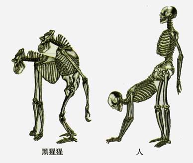 人與黑猩猩的骨骼
