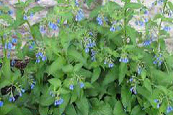 Symphytum asperum Symphytum asperum