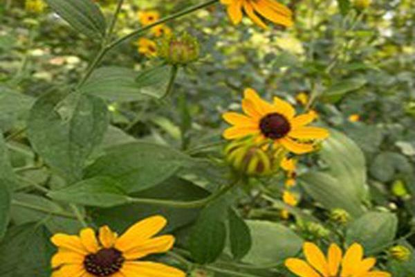 Rudbeckia subtomentosa Rudbeckia subtomentosa