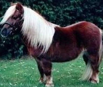 歇特蘭小馬