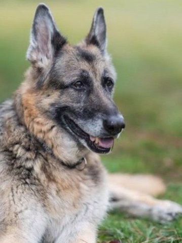 冠軍(德國牧羊犬、拜登愛犬) 冠軍(德國牧羊犬、拜登愛犬)