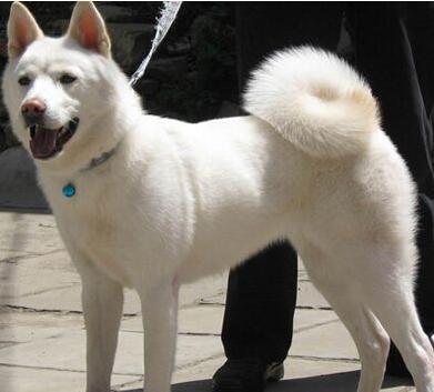 白色中華田園犬