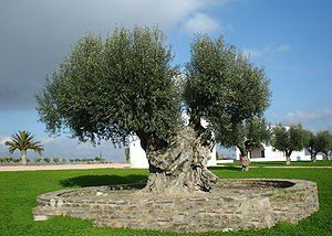 古老的橄欖樹