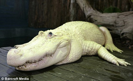 白色鱷魚