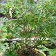 鳳尾竹(簕竹屬孝順竹的變種)