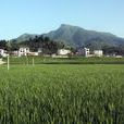 板橋村(雲南省祿勸縣撒營盤鎮下轄村) 板橋村(雲南省祿勸縣撒營盤鎮下轄村)