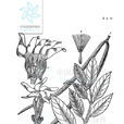 少花腰骨藤(少花腰骨藤) 少花腰骨藤(少花腰骨藤)