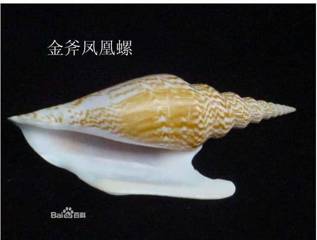 海螺(骨螺科動物)