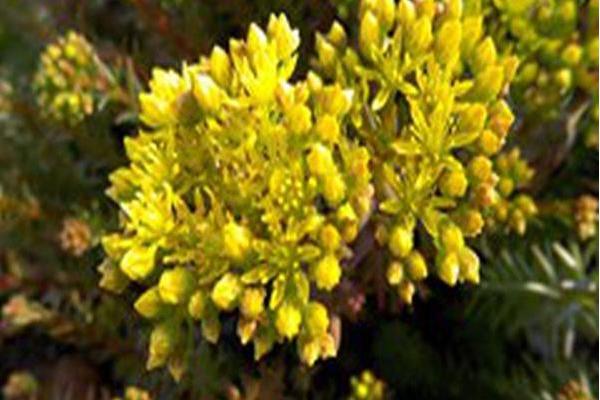 Sedum rupestre \x27Making Progress\x27