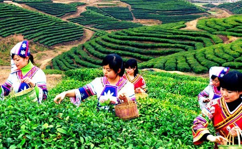 茶葉產業