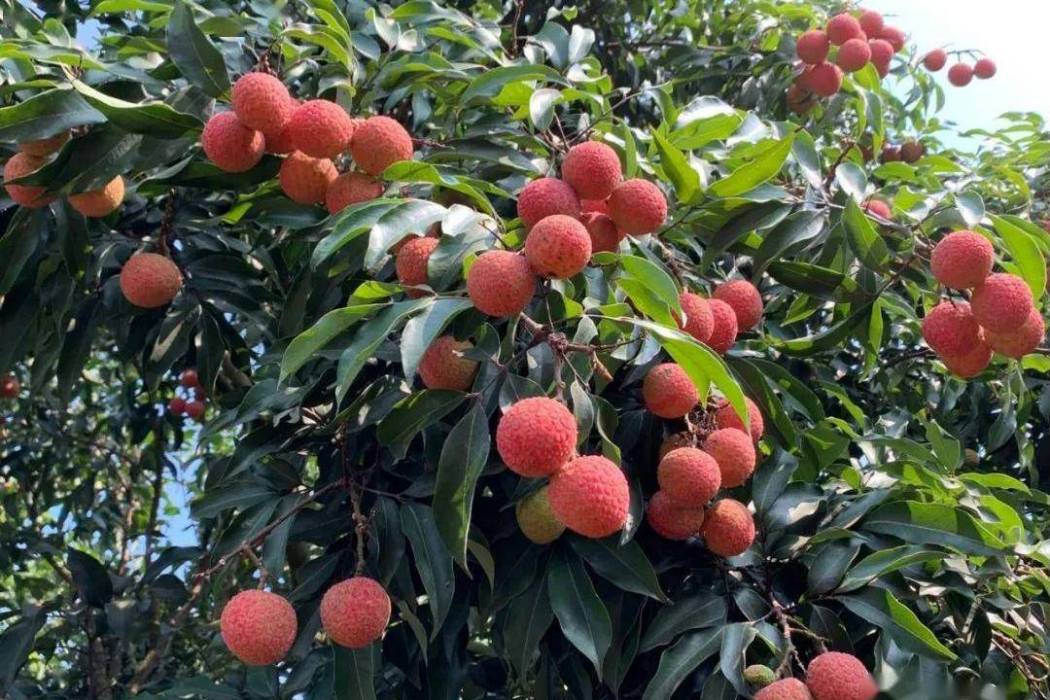 烏塘荔枝 烏塘荔枝