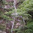 黃山人字瀑 黃山人字瀑