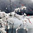 雪幡 雪幡