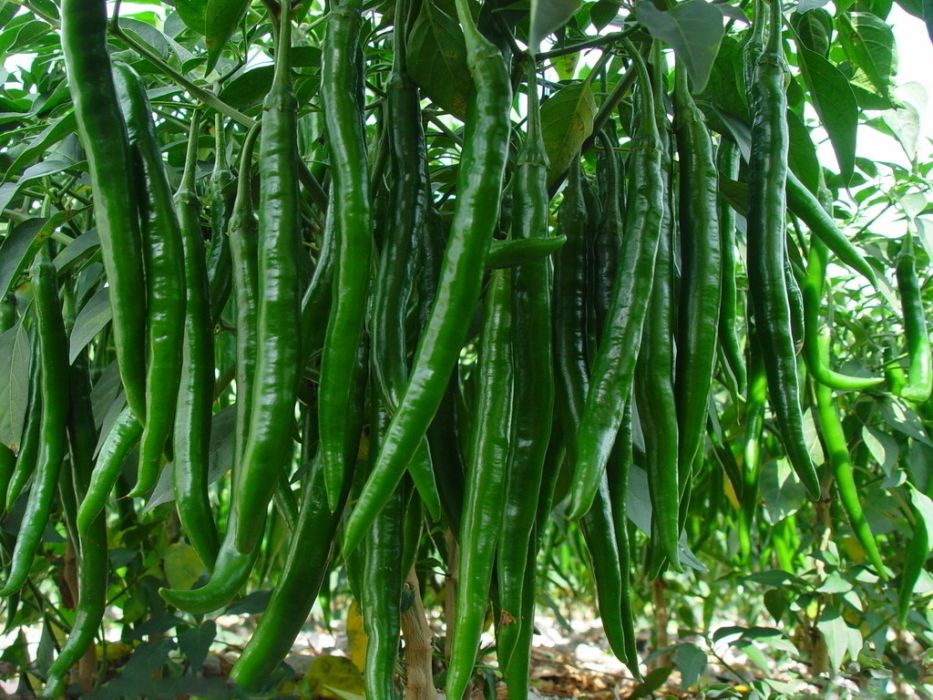 龍椒1號 龍椒1號