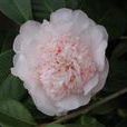 喬納森(山茶屬栽培品種) 喬納森(山茶屬栽培品種)