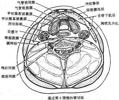 咽喉間隙 咽喉間隙
