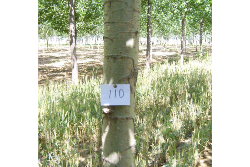 A110 A110