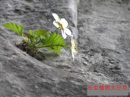 石生植物