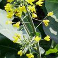 歐洲油菜 歐洲油菜