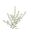 接骨仙桃(接骨仙桃) 接骨仙桃(接骨仙桃)