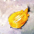 黃金鱉