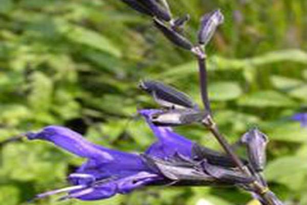Salvia guaranitica Salvia guaranitica