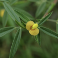 矮柱花草