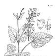 短唇鼠尾草 短唇鼠尾草