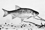 紅眼魚(Scardinius erythrophthalmus)