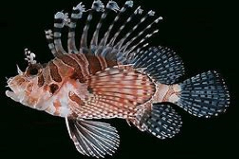 諾氏魚 諾氏魚