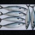 鯖魚(生物物種) 鯖魚(生物物種)