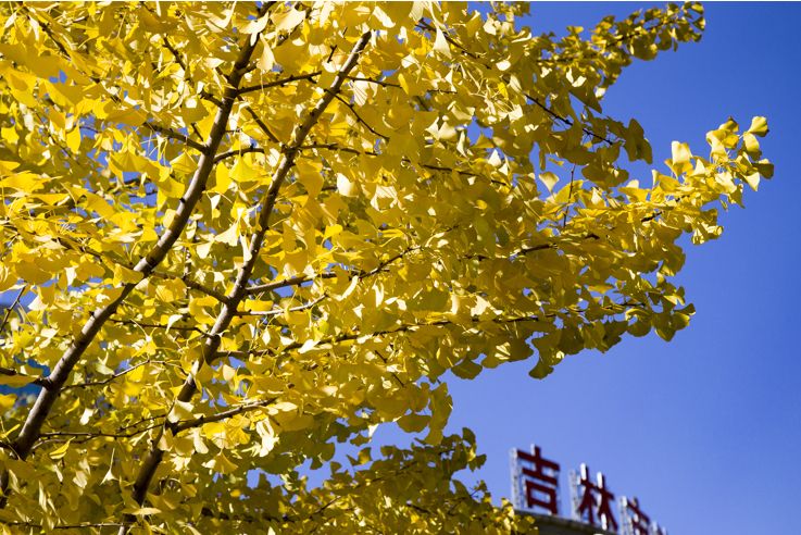 吉林銀杏 吉林銀杏