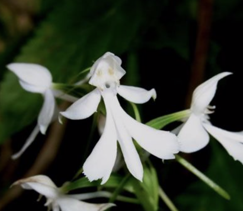 狹瓣玉鳳花(線瓣玉鳳蘭) 狹瓣玉鳳花(線瓣玉鳳蘭)