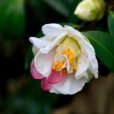 花芙蓉(山茶科山茶屬植物) 花芙蓉(山茶科山茶屬植物)