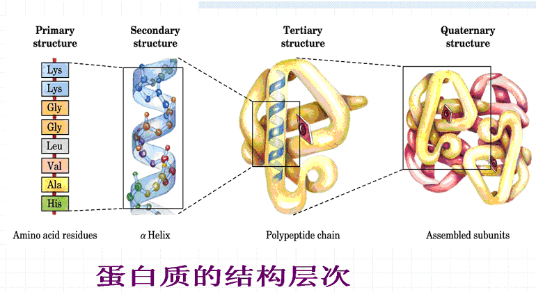 蛋白質四級結構