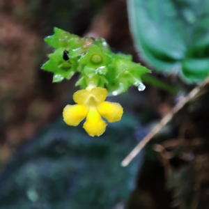 Cremosperma castroanum