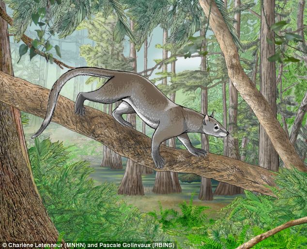 Dormaalocyon latouri Dormaalocyon latouri