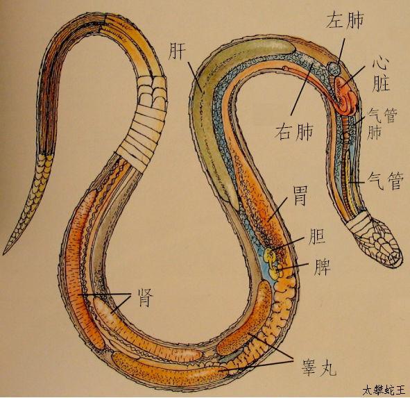 蛇的身體器官