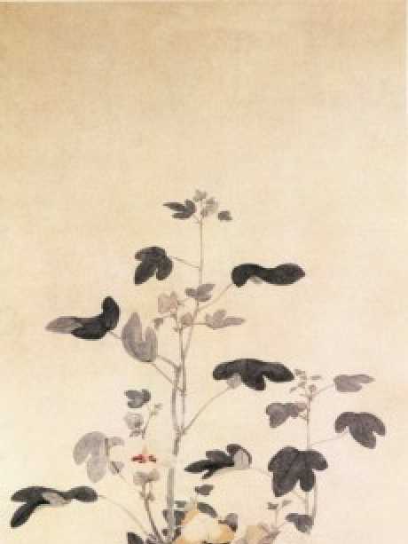 木棉圖 木棉圖