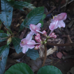 紅八角蓮 紅八角蓮
