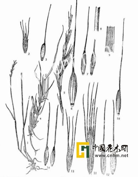 中華鵝觀草 中華鵝觀草