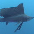 旗魚屬 旗魚屬