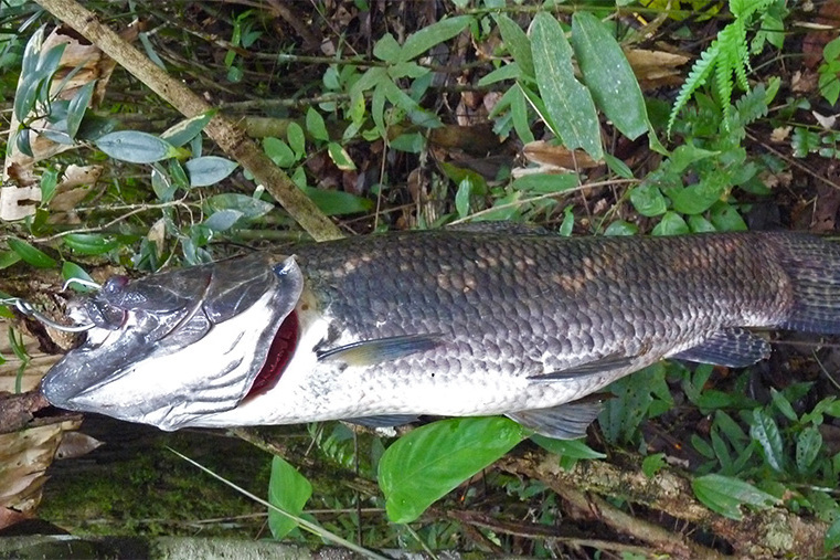 anjumara