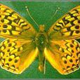 桃金孃銀斑蝶